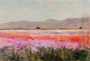 The Flower Fields Of Lompoc