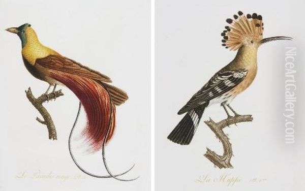 Oiseaux Dores Ou A Reflets Metalliques. I. Histoire Naturelle Et Generale Des Colibris, Oiseaux-mouches, Jacamars Et Promerops. Ii. Des Grimpereaux Et Des Oiseaux De Paradis - view 1