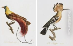 Oiseaux Dores Ou A Reflets Metalliques. I. Histoire Naturelle Et Generale Des Colibris, Oiseaux-mouches, Jacamars Et Promerops. Ii. Des Grimpereaux Et Des Oiseaux De Paradis by Jean-Baptiste Audebert