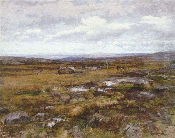 Myrlandskap Med Renar - view 1
