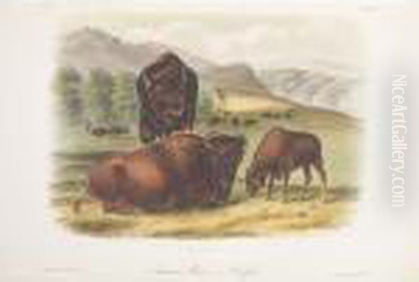 The Quadrupeds Of North America - view 1