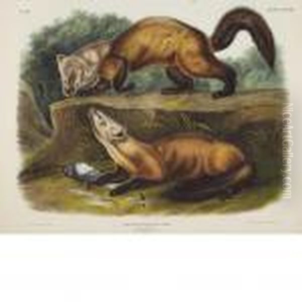 Pine Marten - view 1