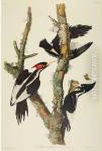 Ivory-billed Woodpecker by John James Audubon
