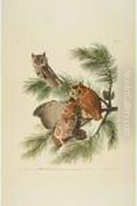 Little Screech Owl