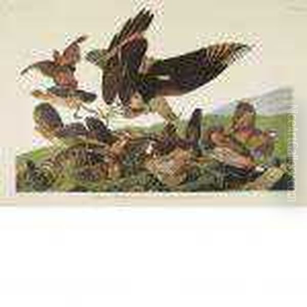 Virginian Partridge - view 1