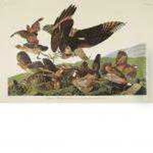 Virginian Partridge