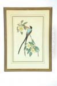 Fork-tailed Flycatcher by John James Audubon