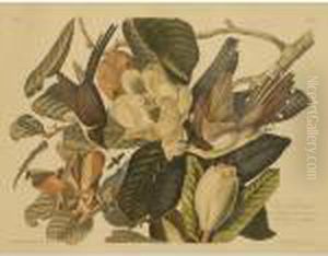 Black Billed Cuckoo Black Billed Cuckoo