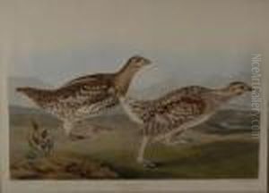 Sharp-tailed Grouse by John James Audubon