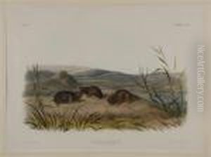 Arvicola Borealis, Northern Meadow-mouse