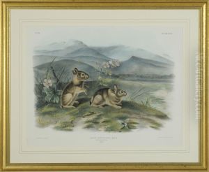 Lepus Nuttallii