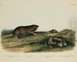 Southern Pouched Rat, Dekay's Shrew, Long-nosed Shrew Andsilvery Shrew Mole by John James Audubon