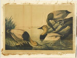Canvasback Duck by John James Audubon
