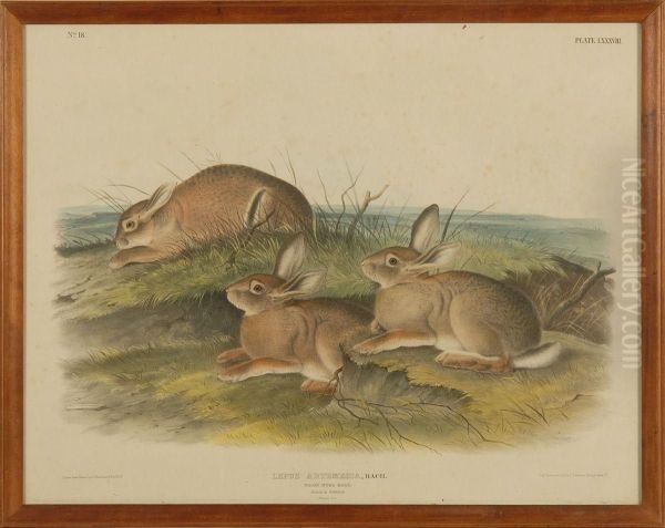 Lepus Artemesia - view 1