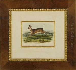 Long-tailed Deer by John James Audubon