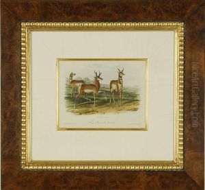Prong Horned Antelope by John James Audubon