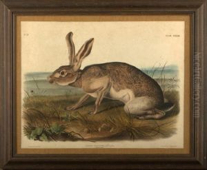 Texian Hare by John James Audubon
