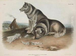 Esquimaux Dog