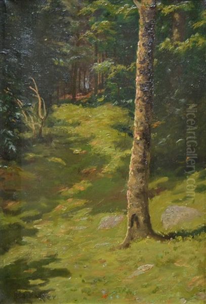 Morning Light In The Woods - view 1