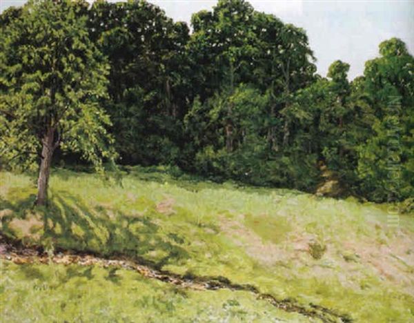 Besonnte Lichtung Mit Waldhintergrund - view 1