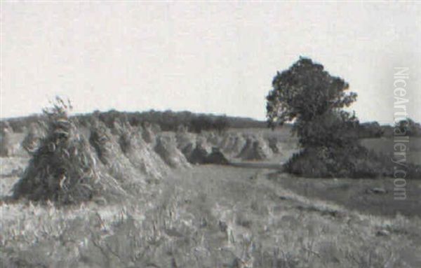The Pumpkin Field - view 1