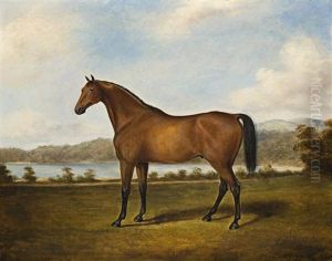 Racehorse, Sydney Racehorse, Sydney