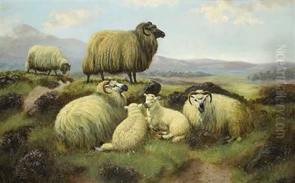 Sheep In The Highlands - view 1