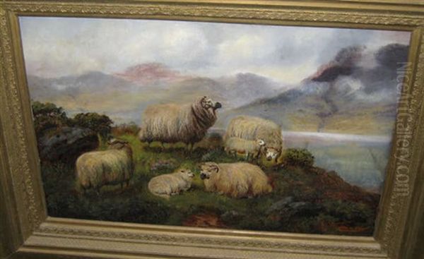 Sheep In The Highlands - view 1