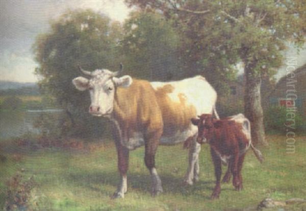 Cow In A Pasture - view 1