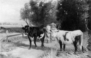 Cows On Country Road