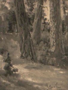 Ponderosa, Sugar & White Pines