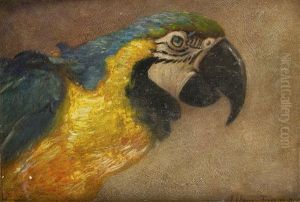 Blue And Gold (ara) Blue And Gold (ara)