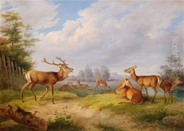 Hirsche Und Rehe In Einer Bewaldeten Landschaft - view 1
