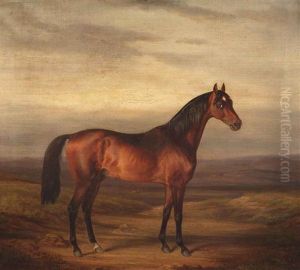 A Young Brown Stallion