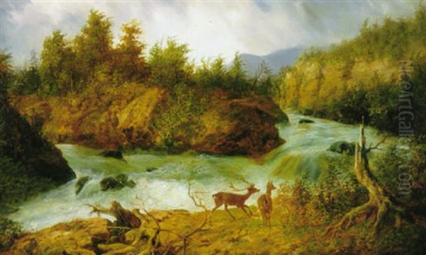 Deer In The North Carolina Mountains - view 1