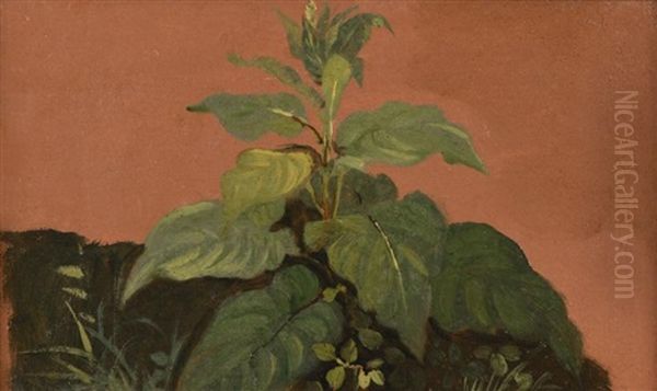 Une Paire D"etude De Plantes - view 1