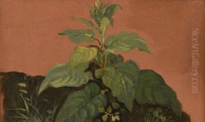 Une Paire D"etude De Plantes by Jacob Frey
