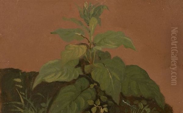Etudes De Vegetaux - view 1