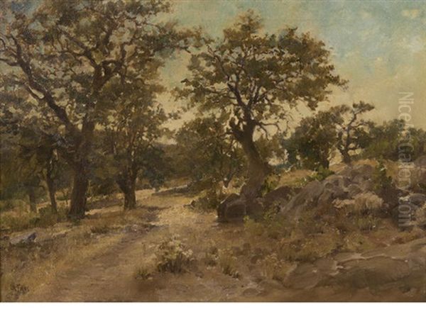 Oak Trees, Late Afternoon - view 1