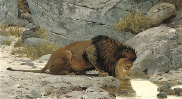 A Lion Drinking From A Watering Hole - view 1