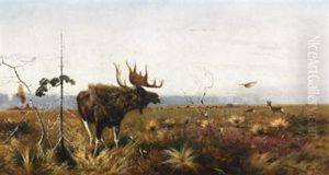 Moose And Deer Herd In An Extensive Landscape