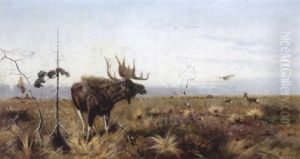 Ein Elch In Moorlandschaft