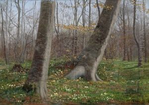 Waldpartie Im Fruhling