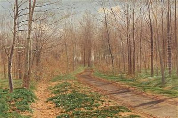 Forest Road - view 1