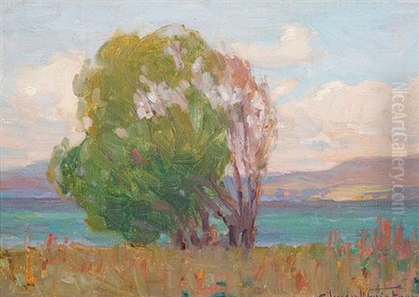Windswept Tree - view 1