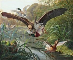 An Eagle Hunting Ducks by Niels Fristrupp