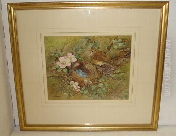 Birds Nest And Flowers - view 1