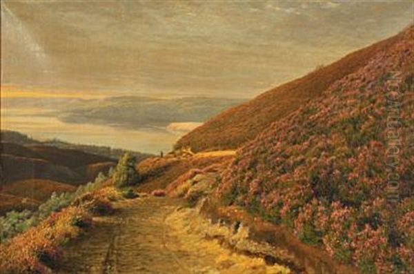 Hilly Landscape At The Lakes Of Silkeborg With Flowering Heather - view 1