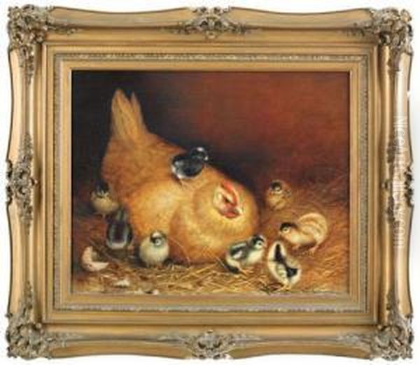 A Hen And Chicks - view 1