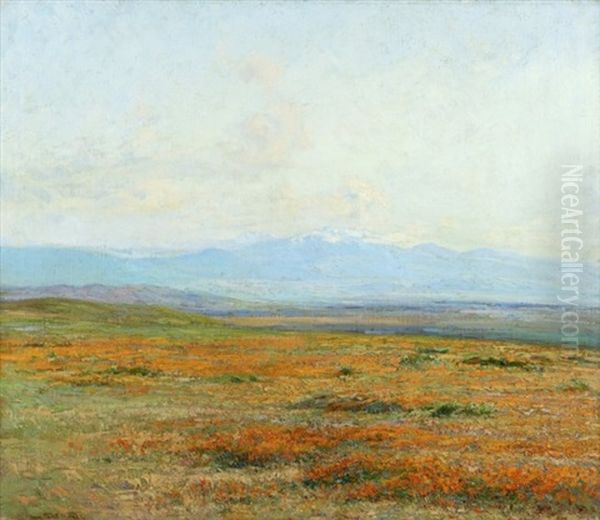 Poppies - view 1